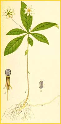   ( Trientalis europaea ) Bilder ur Nordens Flora (1901-1905) by Carl Lindman