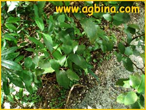    ( Ficus pumila / stipulata / repens )