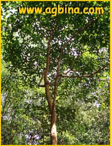   ( Ficus variegata )