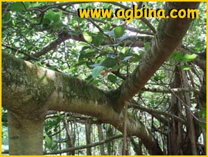   ( Ficus natalensis ssp.leprieurii )