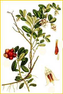   ( Vaccinium vitis-idaea ) Bilder ur Nordens Flora (1901-1905) by Carl Lindman