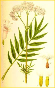   ( Valeriana officinalis ) Bilder ur Nordens Flora (1901-1905) by Carl Lindman