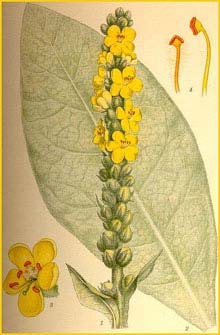   /   ( Verbascum thapsus ) Bilder ur Nordens Flora (1901-1905) by Carl Lindman