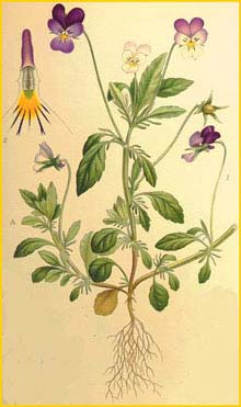   ( Viola tricolor ) Bilder ur Nordens Flora (1901-1905) by Carl Lindman