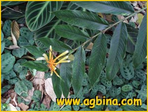   (Heliconia longiflora)