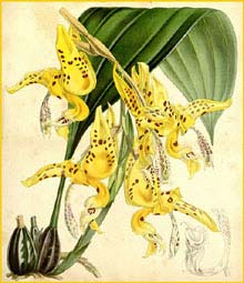    ( Stanhopea oculata ) Curtis's Botanical Magazine 1861