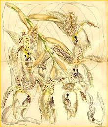    ( Stanhopea oculata ) Curtis's Botanical Magazine 1862