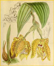    ( Stanhopea costaricensis ) Curtis's Botanical Magazine 1920