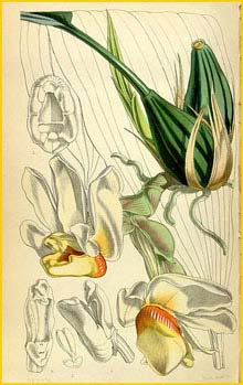    ( Stanhopea ecornuta ) Curtis's Botanical Magazine 1855