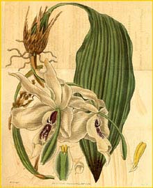   /   ( Stanhopea grandiflora / eburnea ) Curtis's Botanical Magazine 1834