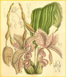   ( Stanhopea haseloffiana ) Curtis's Botanical Magazine 1896