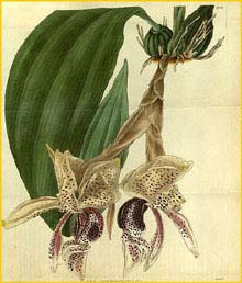   ( Stanhopea insignis ) Curtis's Botanical Magazine 1829