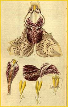   ( Stanhopea insignis ) Curtis's Botanical Magazine 1829