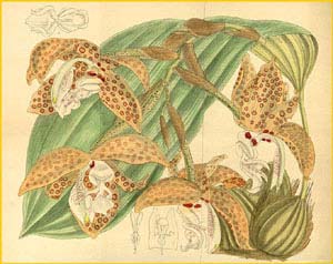   ( Stanhopea jenischiana ) Curtis's Botanical Magazine