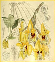   ( Stanhopea peruviana ) Curtis's Botanical Magazine 1912