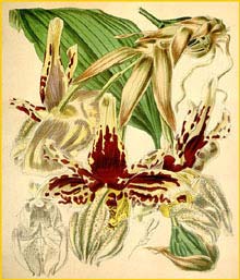    ( Stanhopea tigrina ) Curtis's Botanical Magazine 1845