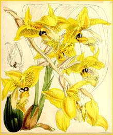    ( Stanhopea wardii ) Curtis's Botanical Magazine 1862