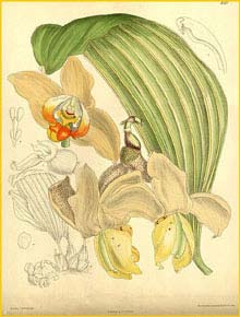    ( Stanhopea tricornis ) Curtis's Botanical Magazine 1913