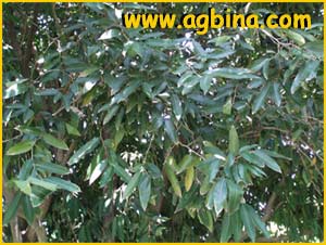   ( Hydnocarpus anthelminthicus )