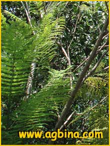   ( Jacaranda filicifolia )