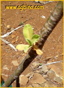   ( Euphorbia tanquahuete )
