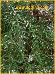  ( Euphorbia xylophylloides )