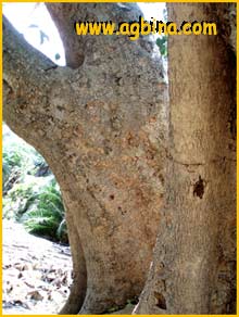  ( Ficus gnaphalocarpa )