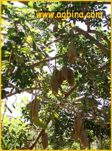   (Kigelia somaliensis)
