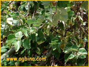   ( Liquidambar macrophylla ) 