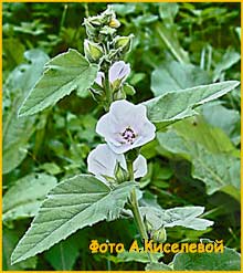 Алтей армянский ( Althea armenica )
