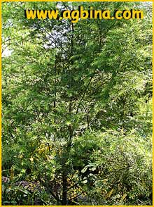    (Melaleuca genistifolia)