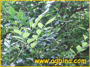    ( Muraya paniculata )