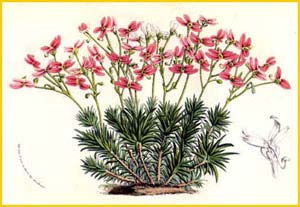   ( Stylidium bulbiferum ) 1850 by Charles Lemaire