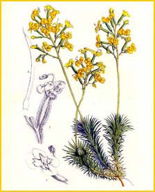   ( Stylidium dichotomum ) 1850 by Charles Lemaire