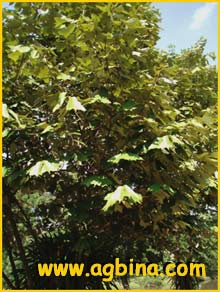    ( Pterospermum acerifolium )