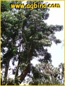   ( Podocarpus rumphi )