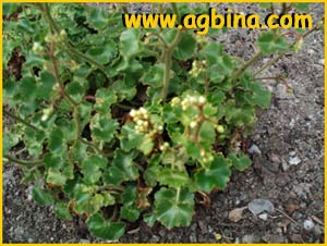   ( Saxifraga chrysoplenifolia )