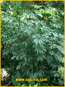   ( Shefflera arboricola )