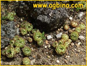   ( Sempervivum calcareum )