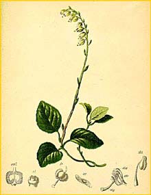    ( Orthilia secunda ) Atlas der Alpenflora (1882) by Anton Hartinger