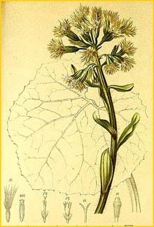   ( etasites niveus ) Atlas der Alpenflora (1882) by Anton Hartinger