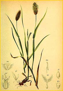   ( Phleum alpinum / rhaeticum ) Atlas der Alpenflora (1882) by Anton Hartinger