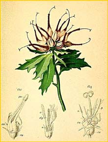   ( Phyteuma comosum / Physoplexis comosa ) Atlas der Alpenflora (1882) by Anton Hartinger
