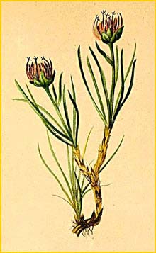    ( Phyteuma hemisphaericum ) Atlas der Alpenflora (1882) by Anton Hartinger