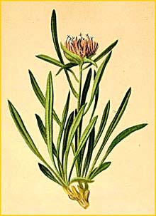   ( Phyteuma humile ) Atlas der Alpenflora (1882) by Anton Hartinger