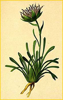   ( Phyteuma latifolium ) Atlas der Alpenflora (1882) by Anton Hartinger