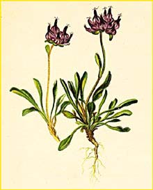   ( Phyteuma pauciflora ) Atlas der Alpenflora (1882) by Anton Hartinger