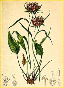   ( Phyteuma scheuchzeri ) Atlas der Alpenflora (1882) by Anton Hartinger