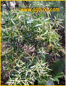   ( Podocarpus elatus )