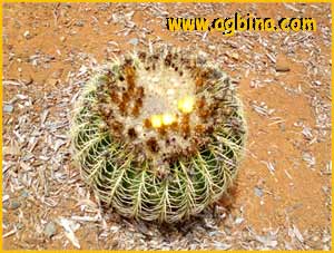   ( Echinocactus grusonii )